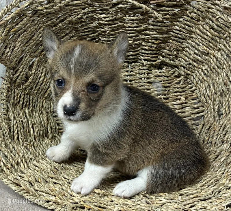 Crissy – Pembroke Welsh Corgi puppy for sale in Wentworth, MO