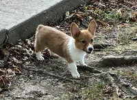 Sally, a female Pembroke Welsh Corgi for sale in Wentworth, MO – 2 of 2