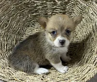 Sissy, a female Pembroke Welsh Corgi for sale in Wentworth, MO – 2 of 2