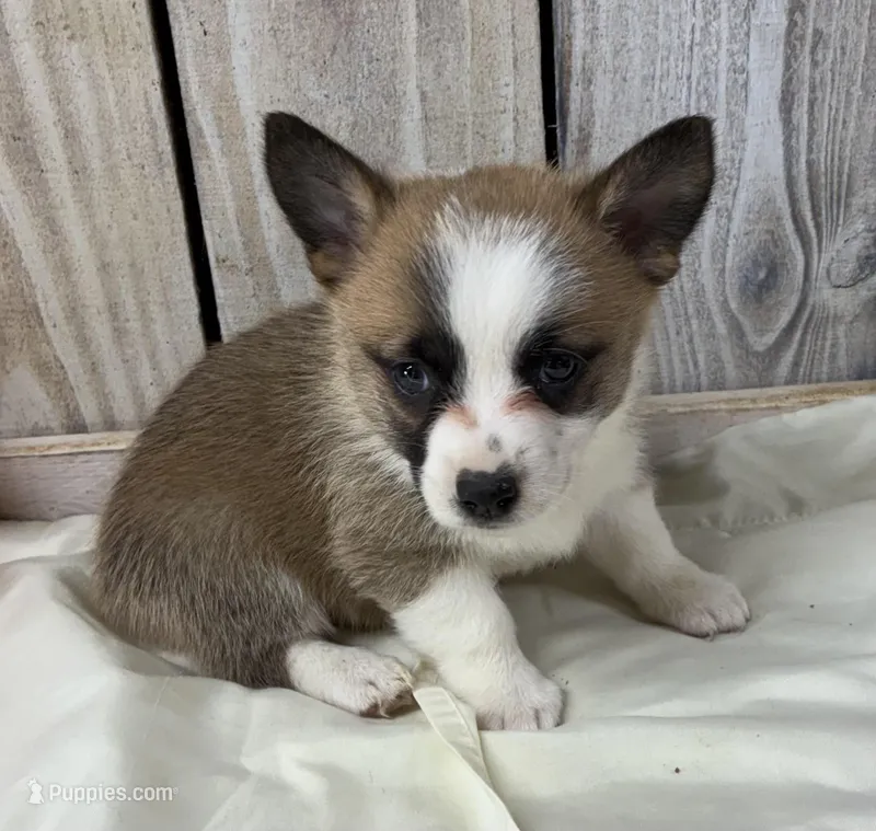 Sasha – Pembroke Welsh Corgi puppy for sale in Wentworth, MO