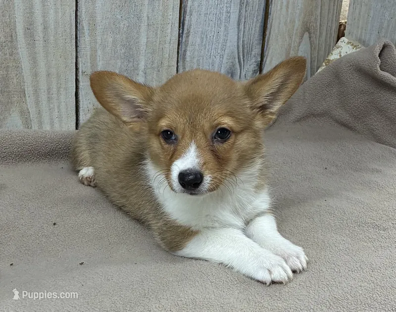 Sally – Pembroke Welsh Corgi puppy for sale in Wentworth, MO