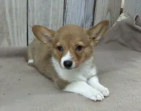 Sally, a female Pembroke Welsh Corgi for sale in Wentworth, MO – 1 of 2