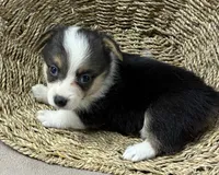 Barbara, a female Pembroke Welsh Corgi for sale in Wentworth, MO – 2 of 2
