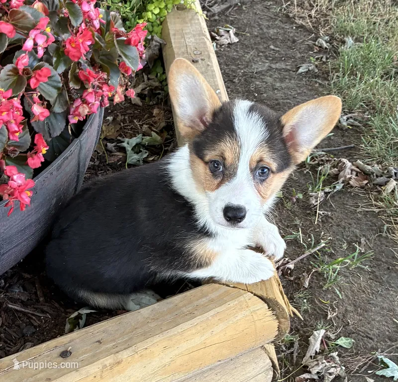 Barbara  – Pembroke Welsh Corgi puppy for sale in Wentworth, MO