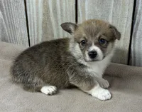 Henry, a male Pembroke Welsh Corgi for sale in Wentworth, MO – 2 of 2