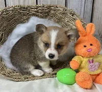 Teddy, a male Pembroke Welsh Corgi for sale in Wentworth, MO – Photo 2 of 2