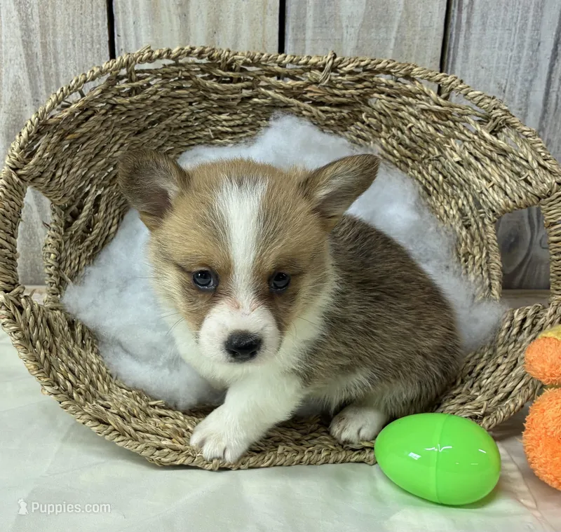 Teddy – Pembroke Welsh Corgi puppy for sale in Wentworth, MO