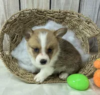 Teddy, a male Pembroke Welsh Corgi for sale in Wentworth, MO – Photo 1 of 2