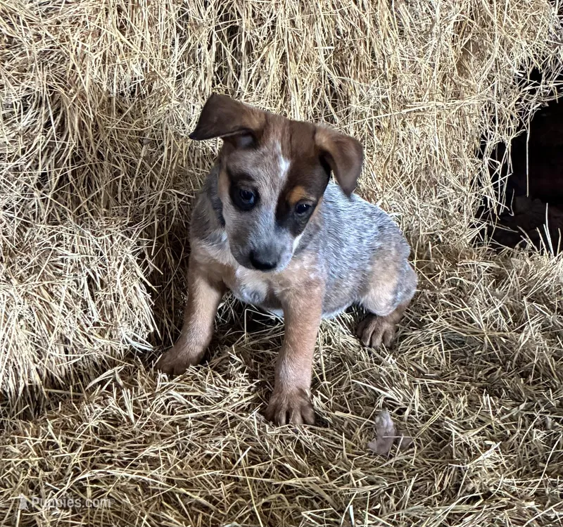 Joe – Australian Cattle Dog puppy for sale in Wentworth, MO