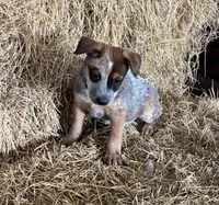 Joe, a male Australian Cattle Dog for sale in Wentworth, MO – Photo 1 of 2