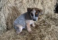 Joe, a male Australian Cattle Dog for sale in Wentworth, MO – Photo 2 of 2