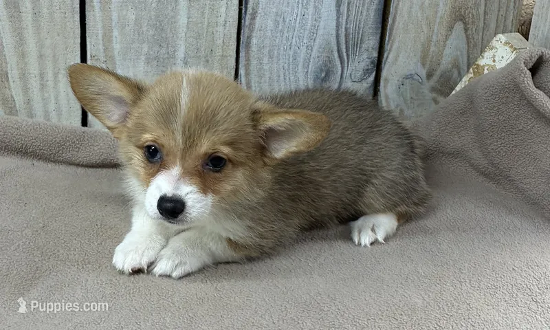 Susie – Pembroke Welsh Corgi puppy for sale in Wentworth, MO