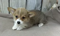 Susie, a female Pembroke Welsh Corgi for sale in Wentworth, MO – 1 of 2