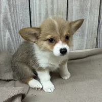 Susie, a female Pembroke Welsh Corgi for sale in Wentworth, MO – 2 of 2