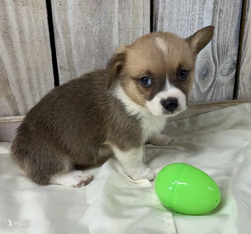 Matt – Pembroke Welsh Corgi puppy for sale in Wentworth, MO