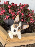 Barbara, a female Pembroke Welsh Corgi for sale in Wentworth, MO – 3 of 3