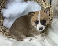 Ricky, a male Pembroke Welsh Corgi for sale in Wentworth, MO – Photo 2 of 2