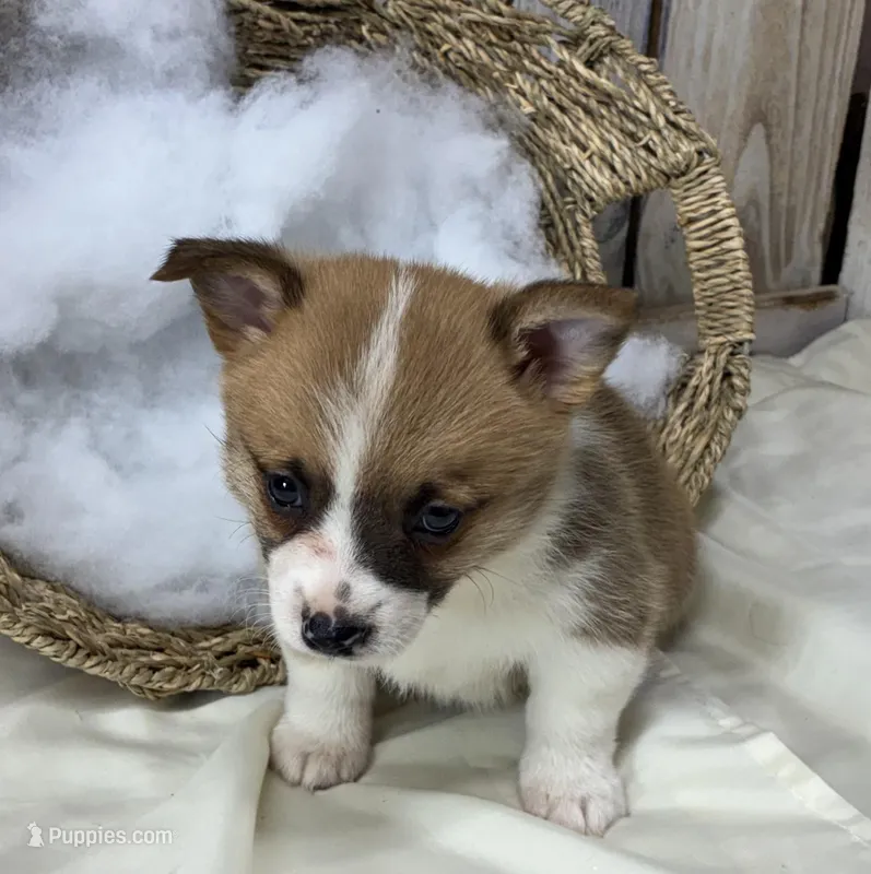 Ricky – Pembroke Welsh Corgi puppy for sale in Wentworth, MO