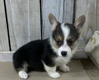 Barbara , a female Pembroke Welsh Corgi for sale in Wentworth, MO – 1 of 2
