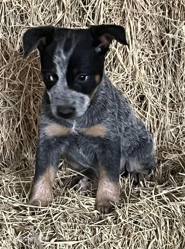 Josey, a female Australian Cattle Dog for sale in Wentworth, MO – Photo 1 of 1