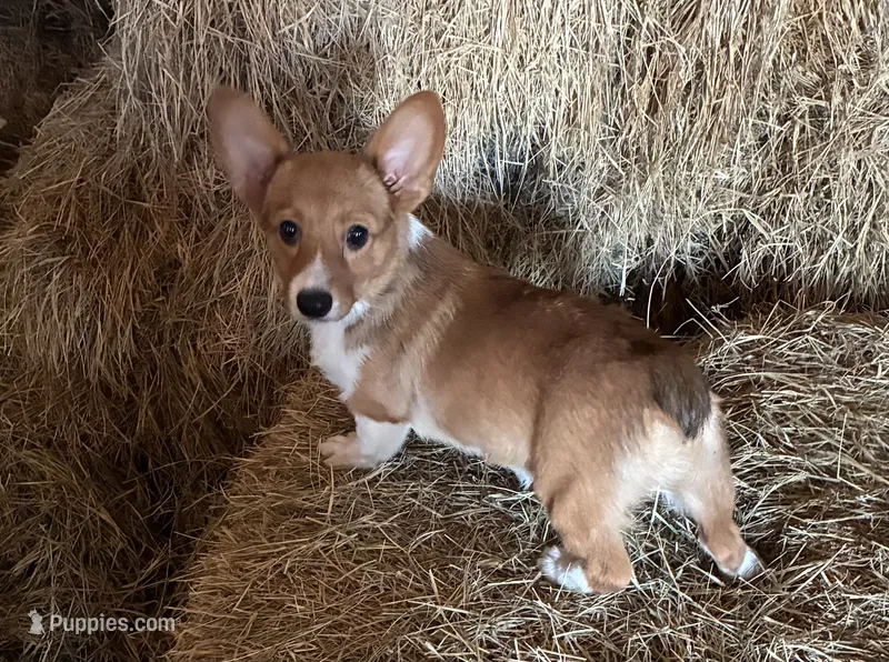 Sally – Pembroke Welsh Corgi puppy for sale in Wentworth, MO