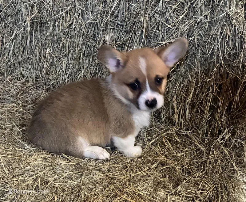 Nate – Pembroke Welsh Corgi puppy for sale in Wentworth, MO