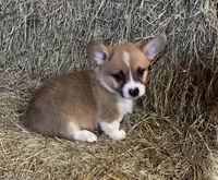 Nate, a male Pembroke Welsh Corgi for sale in Wentworth, MO – 1 of 1