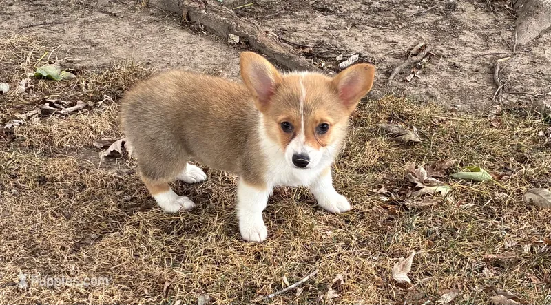 Susie – Pembroke Welsh Corgi puppy for sale in Wentworth, MO