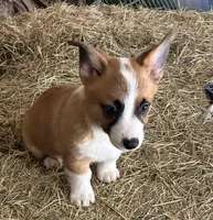 Bradley, a male Pembroke Welsh Corgi for sale in Wentworth, MO – Photo 2 of 2