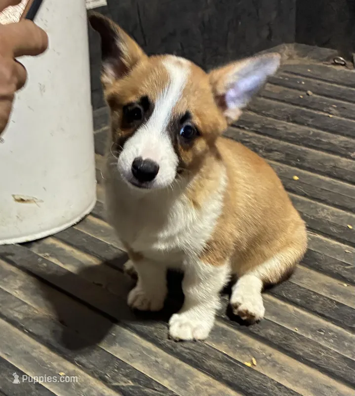 Bradley – Pembroke Welsh Corgi puppy for sale in Wentworth, MO