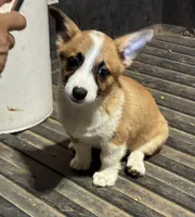 Bradley, a male Pembroke Welsh Corgi for sale in Wentworth, MO – Photo 1 of 2