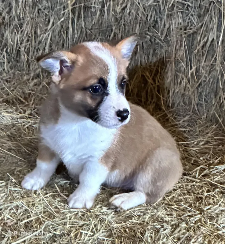 Bradley – Pembroke Welsh Corgi puppy for sale in Wentworth, MO