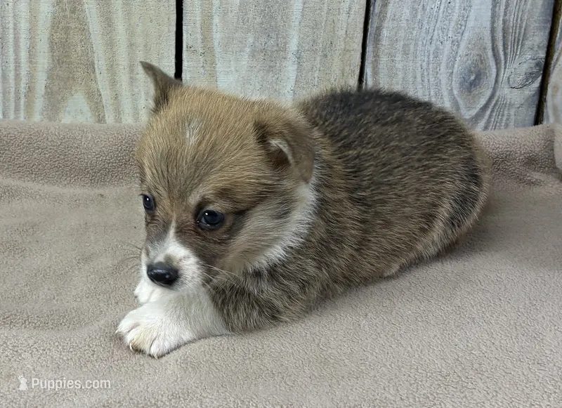 Henry – Pembroke Welsh Corgi puppy for sale in Wentworth, MO