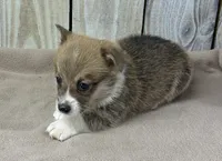 Henry, a male Pembroke Welsh Corgi for sale in Wentworth, MO – 1 of 2