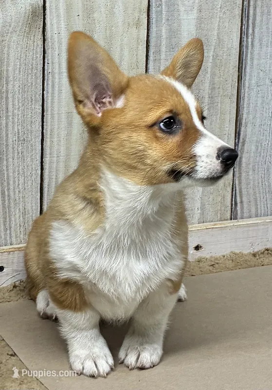 Lane – Pembroke Welsh Corgi puppy for sale in Wentworth, MO