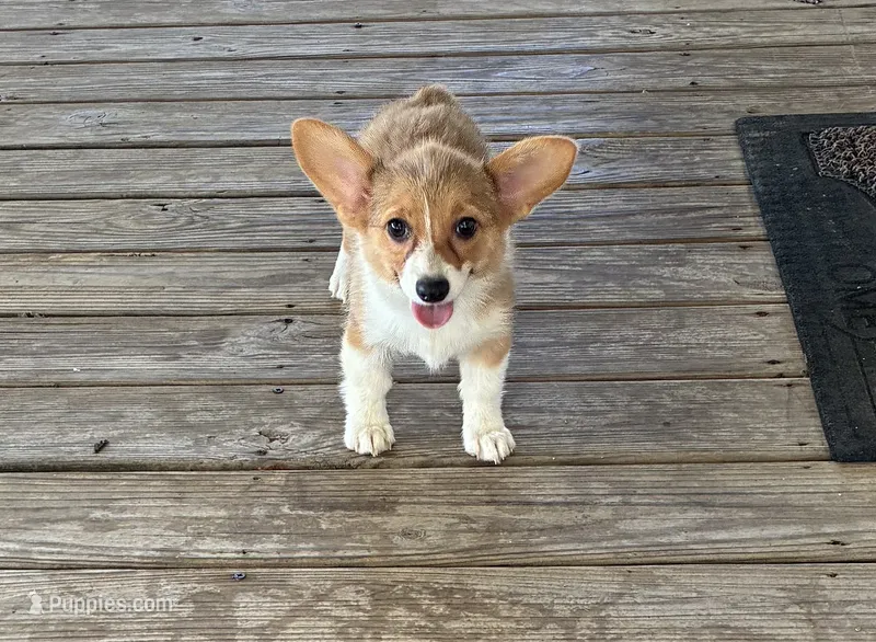 Susie – Pembroke Welsh Corgi puppy for sale in Wentworth, MO