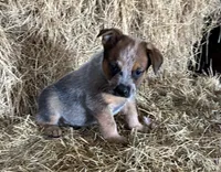 Moe, a male Australian Cattle Dog for sale in Wentworth, MO – Photo 2 of 2