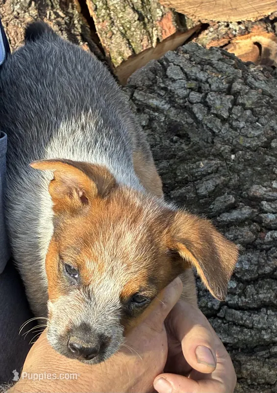 Moe – Australian Cattle Dog puppy for sale in Wentworth, MO