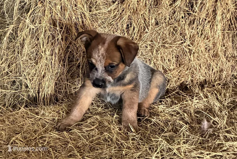 Moe – Australian Cattle Dog puppy for sale in Wentworth, MO