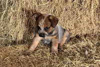 Moe, a male Australian Cattle Dog for sale in Wentworth, MO – Photo 1 of 2