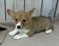 Sally, a female Pembroke Welsh Corgi for sale in Wentworth, MO – 2 of 2