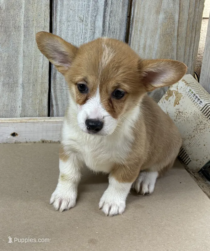 Alexa – Pembroke Welsh Corgi puppy for sale in Wentworth, MO