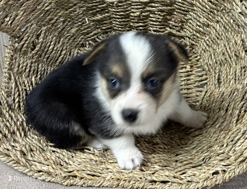 Barbara – Pembroke Welsh Corgi puppy for sale in Wentworth, MO