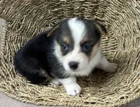 Barbara, a female Pembroke Welsh Corgi for sale in Wentworth, MO – 1 of 2