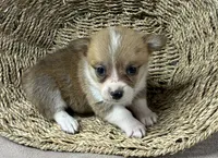 Alexa, a female Pembroke Welsh Corgi for sale in Wentworth, MO – 2 of 2