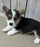 Barbara , a female Pembroke Welsh Corgi for sale in Wentworth, MO – 2 of 2