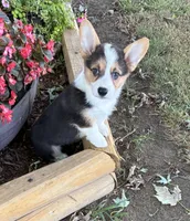 Barbara, a female Pembroke Welsh Corgi for sale in Wentworth, MO – 2 of 3