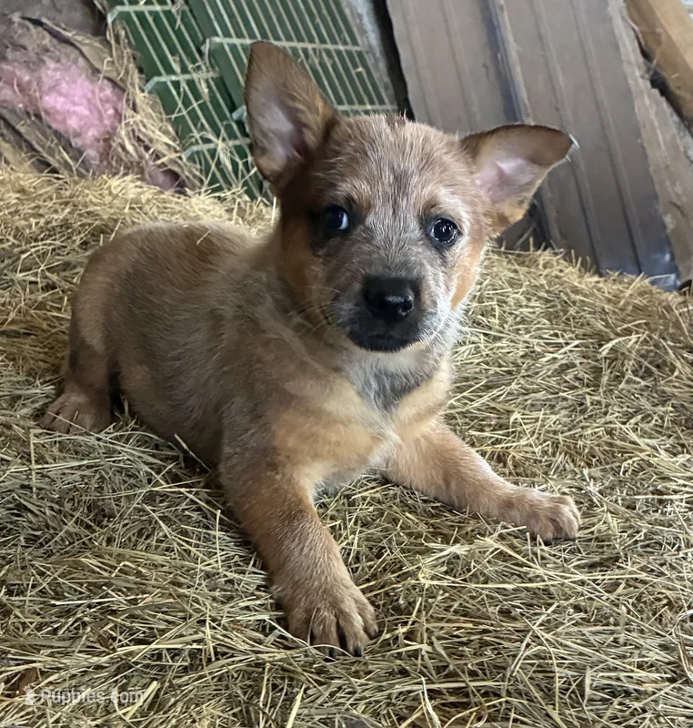 Rosie – Australian Cattle Dog puppy for sale in Wentworth, MO