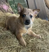Rosie, a female Australian Cattle Dog for sale in Wentworth, MO – Photo 1 of 2