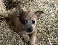 Rosie, a female Australian Cattle Dog for sale in Wentworth, MO – Photo 2 of 2